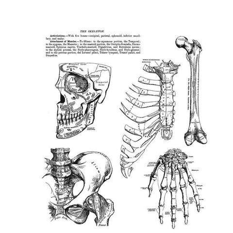 Art Gone Wild Anatomy Chart - Lilly Grace Crafts