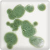 Spectrum Glazes Reactive Green Crystals - CLSPCR090 - Lilly Grace Crafts